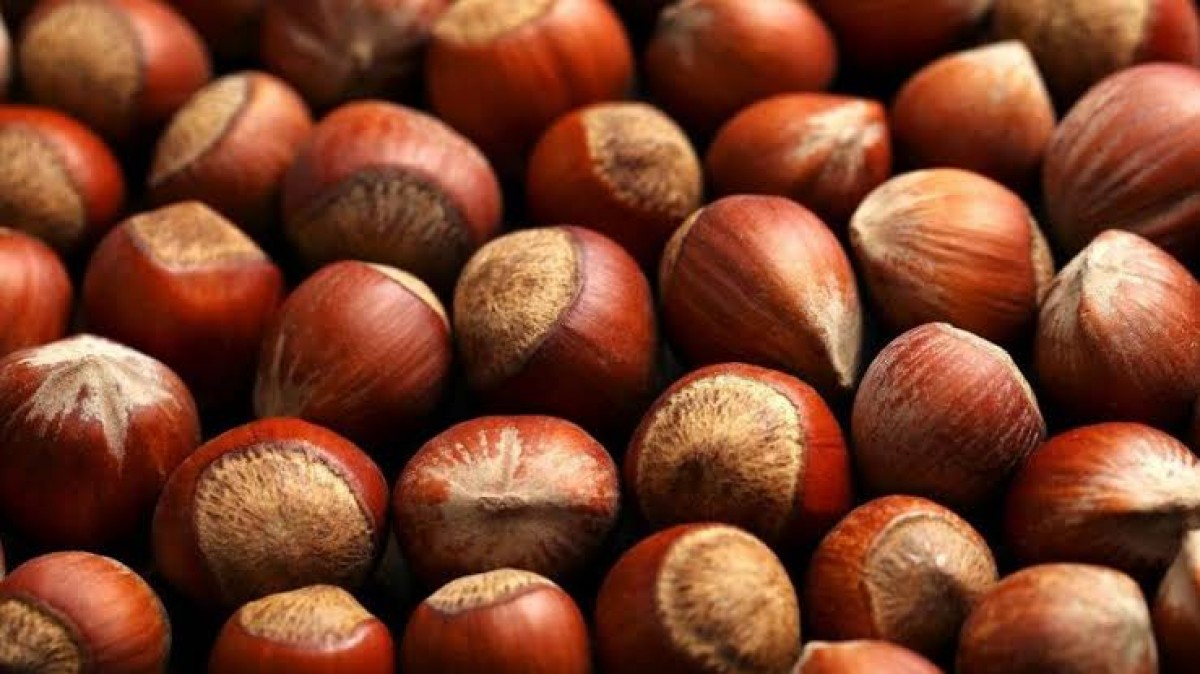 Hazelnut from Turkey